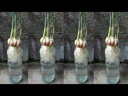 Di malaysia, sukar untuk kita dapatkan bekalan biji benih bawang putih melainkan kita yang ambil benih tersebut daripada bunga bawang putih. Cara Mudah Menanam Bawang Putih Dengan Sistem Hidroponik Youtube