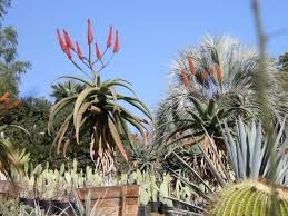 Image result for Aloe excelsa