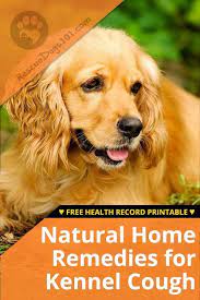 Natural Home Remedies For Kennel Cough Home Remedy For Cough Natural Cough Remedies Natural Home Remedies