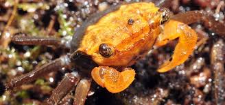 Image result for Craibia zimmermannii