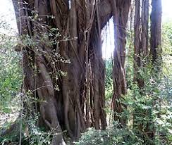 Image result for Ficus natalensis