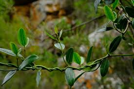 Image result for Secamone alpini