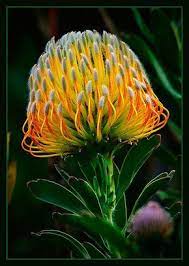Pincushion Protea Unusual Flowers African Plants Rare Flowers