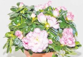 Check spelling or type a new query. House Plants To Bring Winter Cheer Country Gardener