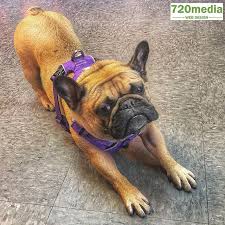Find french bulldog in dogs & puppies for rehoming | 🐶 find dogs and puppies locally for sale or adoption in canada : French Bulldog Puppies Colorado Springs Co Guide Pets News And Review