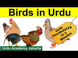 Urdu Vocabulary Through English Name Of Birds In Urdu