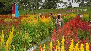 Jalan kebun bunga was laid out for the purpose of linking the gardens to town. Viral Di Medsos Kebun Bunga Celosia Di Kota Banjar Ramai Pengunjung Harapan Rakyat Online