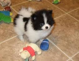 Black And White Pomeranian Puppy For Sale Black And White Pomeranian Puppies For Sale Zoe Fans Blog Pomeranian Puppy For Sale White Pomeranian Puppies Pomeranian Dog