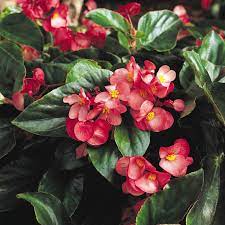 Amazon Com Burpee Grown Dragon Wing Pink Begonia For Sun Or Shade Four Plants 4 Pots Garden Outdoor Begonia Begonia Dragon Annual Plants