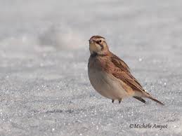 Jan 12, 2001 · l'alouette des champs est un passereau d'assez grande taille (17,5 à 19 cm de longueur, le mâle étant le plus grand). Alouette Hausse Col Horned Lark 075 St Barthelemy Lana Flickr