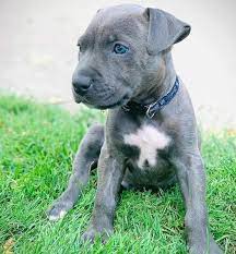 We did not find results for: Blue Eyed Pitbull Do Pitbulls With Blue Eyes Really Exist