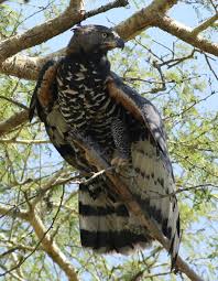 We have a self guided tour through our resident birds, each with its own history of how they came to be at the centre. Crowned Eagle Wikipedia