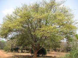 Image result for Albizia amara