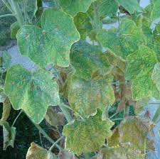 Rust, plant disease caused by more than 7,000 species of fungi of the phylum basidiomycota. Hollyhock Rust Wisconsin Horticulture