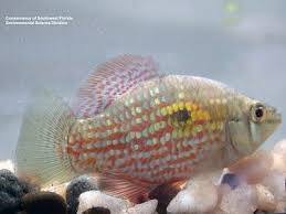 The florida flag fish (fff) also makes short work of lemna minor and wolffiia arrihza; Jordanella Floridae American Flagfish Tropical Fish Gallery Cheap Fish Tanks Fish Tank Fish