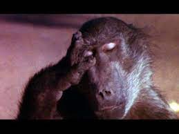 Animals are beautiful people photos view all photos (14) movie info. Beautiful People 1974 Imdb