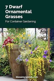 August and early september are the best times for autumn planting. 7 Dwarf Ornamental Grasses For Container Gardening Bless My Weeds