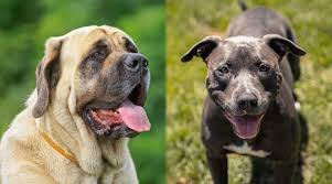 British bulldogs rarely bark but snore, snort, wheeze, grunt, and snuffle instead. English Mastiff Vs Pitbull Breed Differences Similarities