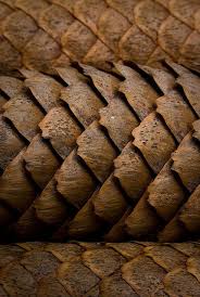 Pining For Home 302 365 Natural Texture Patterns In Nature Texture Inspiration