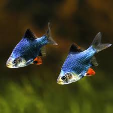 The site owner hides the web page description. é­èåç æµ·éé«æ¸é­èåçå¤§å¨ é¿éå·´å·´