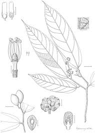 Image result for Grewia schmitzii