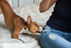 Youtube Videos Help Researchers Study Dog Bites News University Of Liverpool
