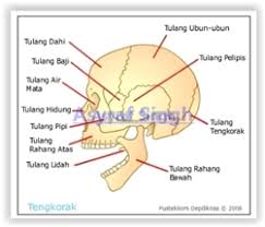 Tulang leher dibentuk oleh tujuh ruas tulang. Siklo Pedia Mengenal Bagian Bagian Rangka Pada Manusia