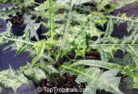 Image result for Acanthus montanus