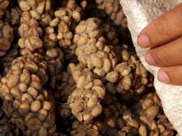 Kopi Luwak Buy Coffee Beans Expensive Coffee Food