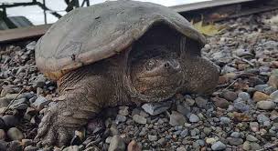 Snapping Turtle Growth Rate How Fast Do Snapping Turtles