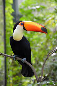 toco toucan ramphastos toco passaros da amazonia animais da amazonia aves tropicais