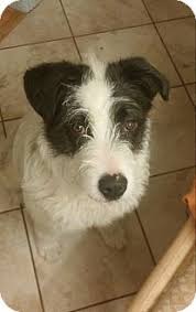 Black And White Border Collie Pointer Mix Bullet Adopted Puppy Ogden Ut Border Collie German Wirehaired Pointer Mix Border Collie Puppy Adoption Collie