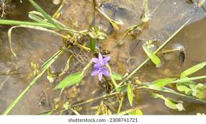 Image result for Monochoria africana