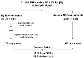 Flow Chart Showing Final Snp Selection For N Con Centration