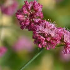 Image result for Eriospermum roseum