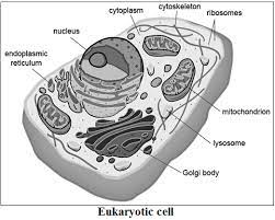 Cbse Class 9 Chapter 5 Notes Part I