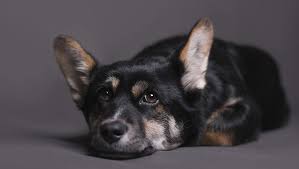 Ask Dr Jenn Why Does My Dog Make Loud Sighing Grumbling And Groaning Noises