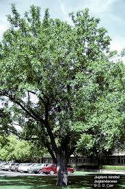 Image result for Juglandaceae