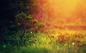 Pikbest has 781 simple nature background design images templates for free. Simple Nature Wallpapers Top Free Simple Nature Backgrounds Wallpaperaccess