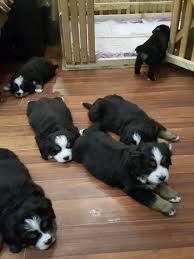 Berner puppies for sale straight from the our mountain farm. Bernese Mountain Dog For Sale In The City Of Balashikha Russian Federation Price 675 Announcement 1582