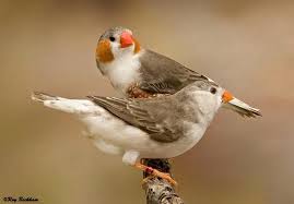 Small Brown Bird With No Tail Feathers Penguin Zebra Finch Zebra Finch Pet Birds Finch