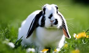12 Examples Of Animals That Are Primary Consumers - Animal Corner