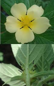 Yockey's views impressed otto ernst remer and the radical traditionalist philosopher julius evola. Frontiers Ant Pollinator Conflict Results In Pollinator Deterrence But No Nectar Trade Offs Plant Science