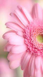 Anna On Twitter Flower Wallpaper Beautiful Flowers Wallpapers Beautiful Flowers