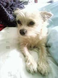 Black And White Maltese Chihuahua Mix My Malchi Or Chihuahua Maltese Mix Is Two Years Old Now And He Weighs 6 Pounds He Was The Only Dog In His Litter That Looke Dog Friends Maltese Mix Chihuahua
