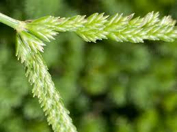 Image result for Eleusine africana