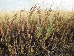 Image result for Suaeda plumosa