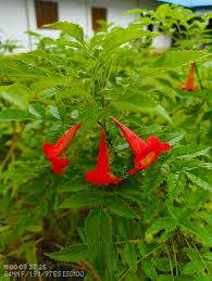 Image result for Cissus cornifolia