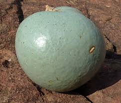 Image result for Strychnos pungens