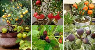 Aim for something around 50cm (20in) tall and 40cm (16in) in diameter. Grow Your Favorite Fruit In Pot At Home These Are Top 10 Fruits Top 10 Plants Nurserylive Wikipedia